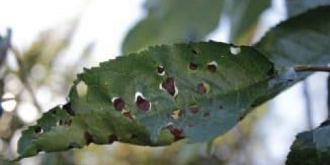 Štetočine i bolesti trešnje i kako se nositi s njima